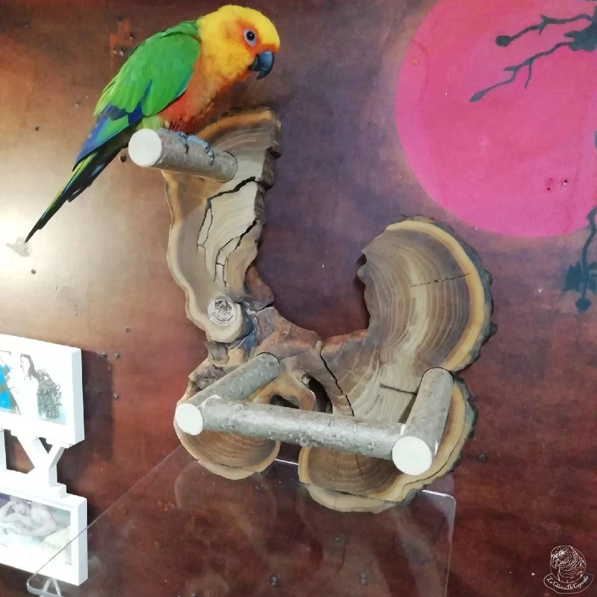Настенный стенд для попугая аратинга
